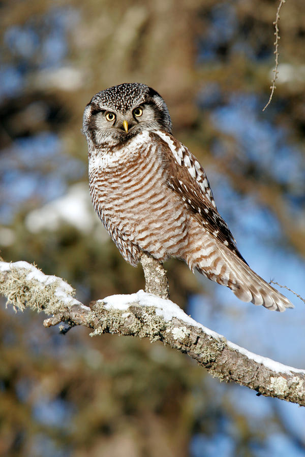 Northern Hawk Owl #5 Photograph by James Zipp