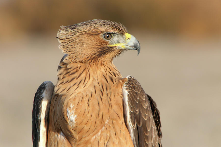 Wildlife Photograph - One Years Old Female Of Bonelli´s Eagle, Aquila Fasciata #5 by Cavan Images