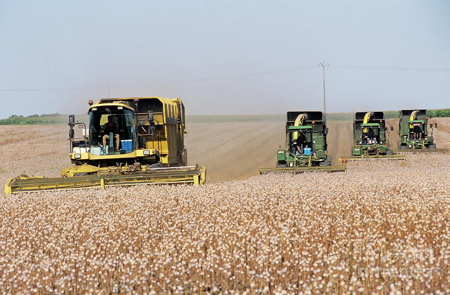 Opium Poppy Harvest Photograph by Philippe Psaila/science Photo Library ...