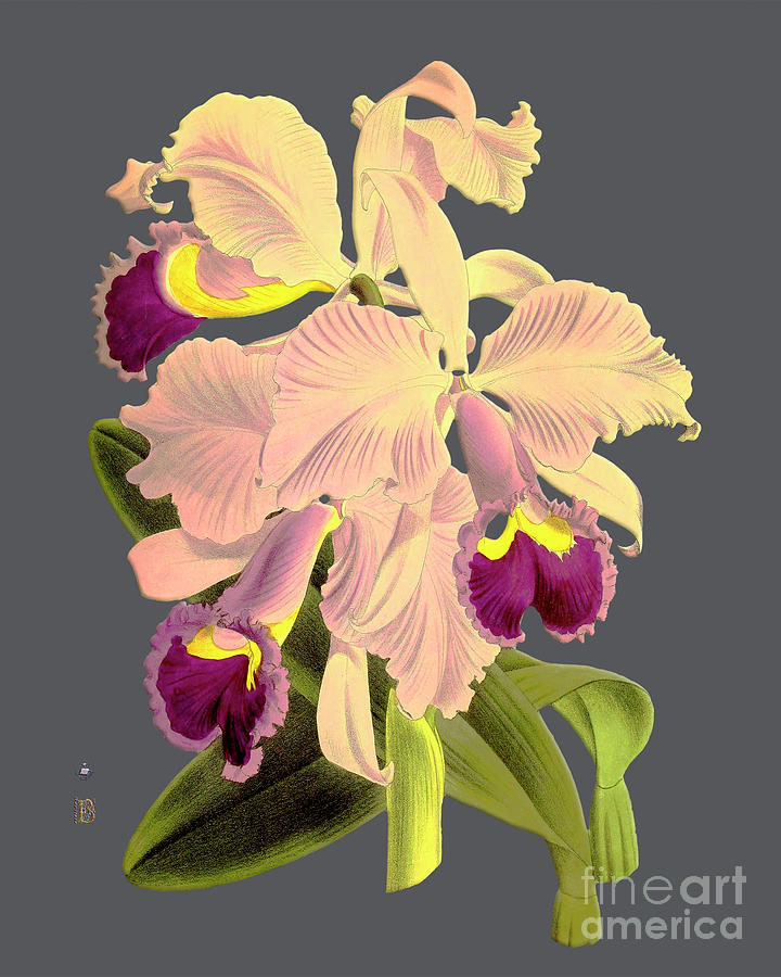 Vintage Digital Art - Orchid Old Print #5 by Baptiste Posters