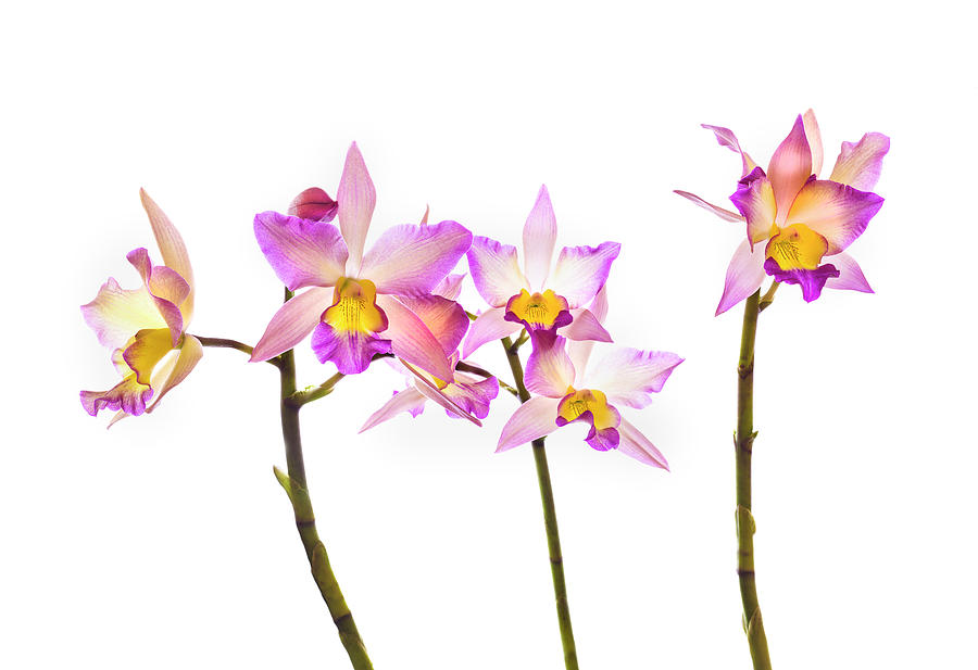 Orchids Against White Background #5 Photograph by Panoramic Images