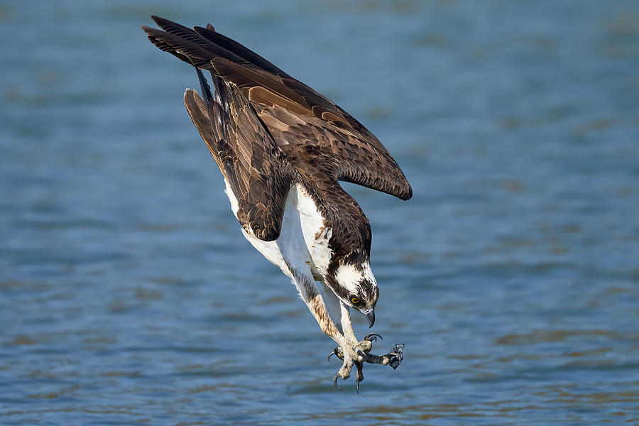 Nature Photograph - Osprey In Action #5 by Johnny Chen