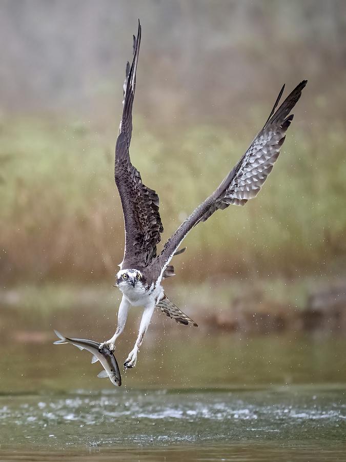 Osprey #5 Photograph by Tao Huang