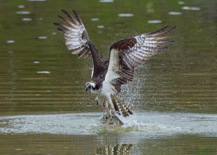 Ospreys Catch Fish #5 Photograph by Johnny Chen