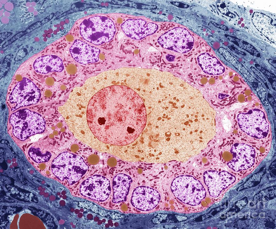 Ovarian Follicle #5 Photograph by Steve Gschmeissner/science Photo Library
