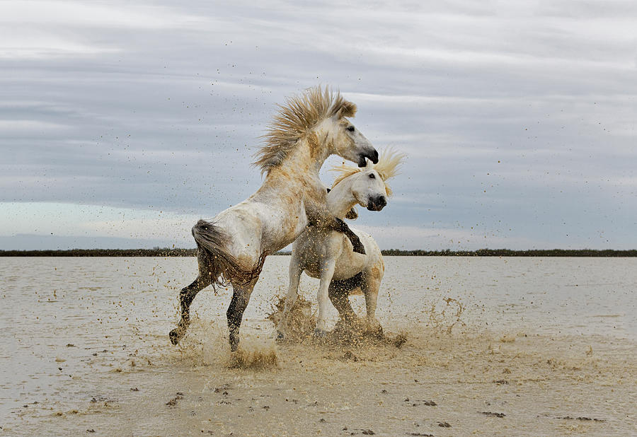 Pair Of Camargue Horse Stallions #5 Photograph by Adam Jones