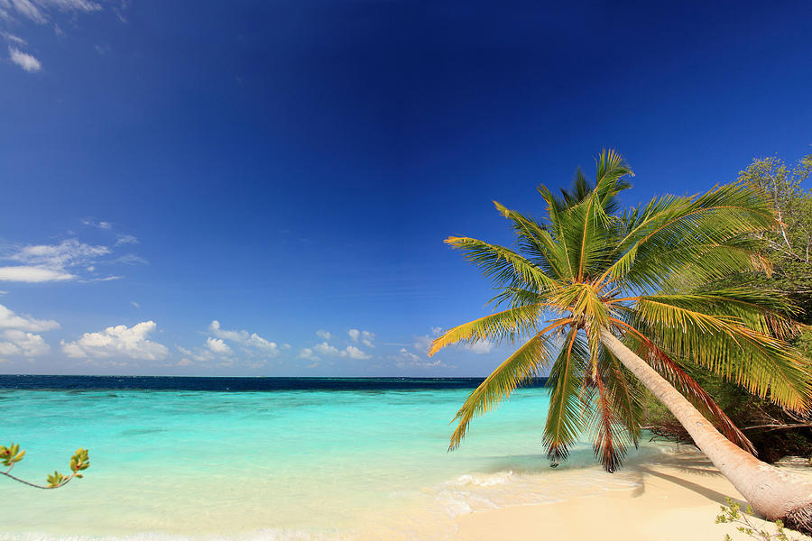 Palm Trees Growing On Tropical Beach Digital Art by Felix Behnke