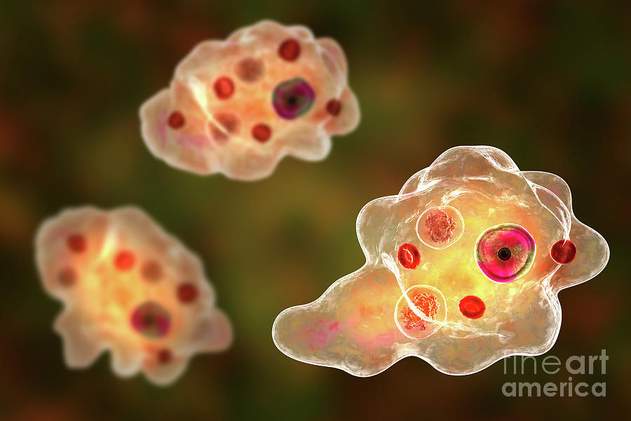 Parasitic Amoeba Photograph by Kateryna Kon/science Photo Library ...