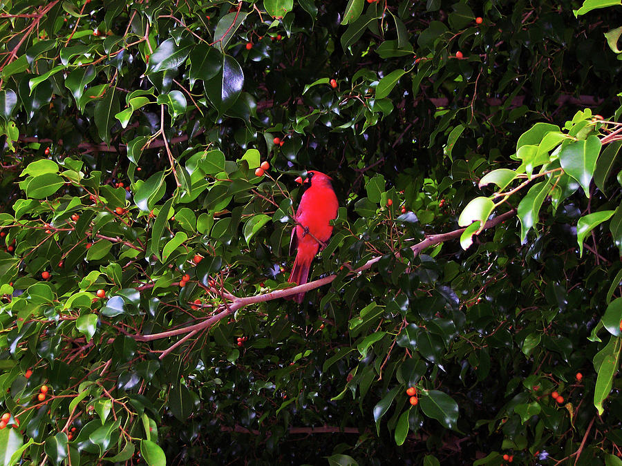 Red Photograph - Pearl Harbor Hawaii by Robert Braley Red Photograph - Pearl Harbor Hawaii by Robert Braley