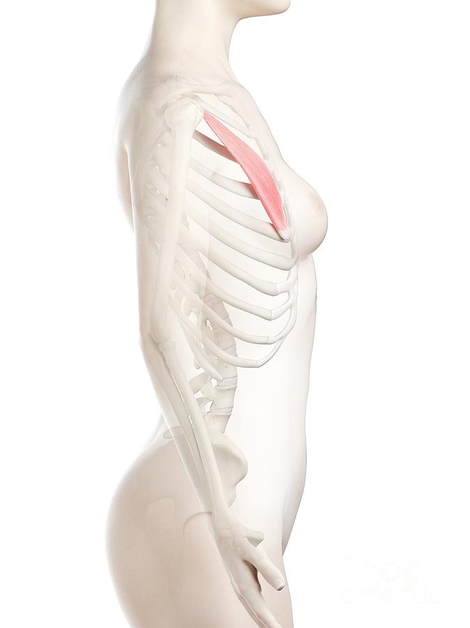 Skeleton Photograph - Pectoralis Minor Muscle #5 by Sebastian Kaulitzki/science Photo Library