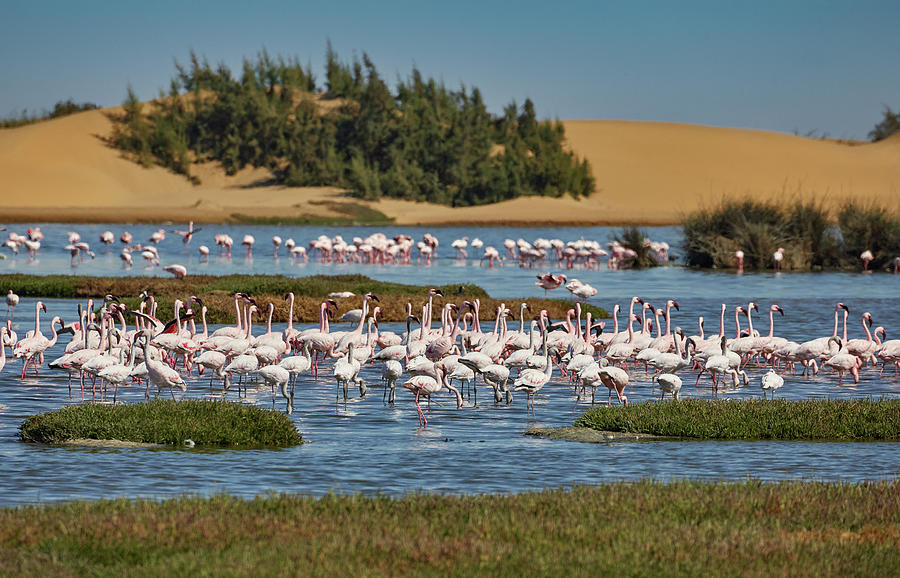 Pink Flamingos In The Walvis Bay Lagoon South Of Swakopmund, Namibia #5 Photograph by Thomas Grundner
