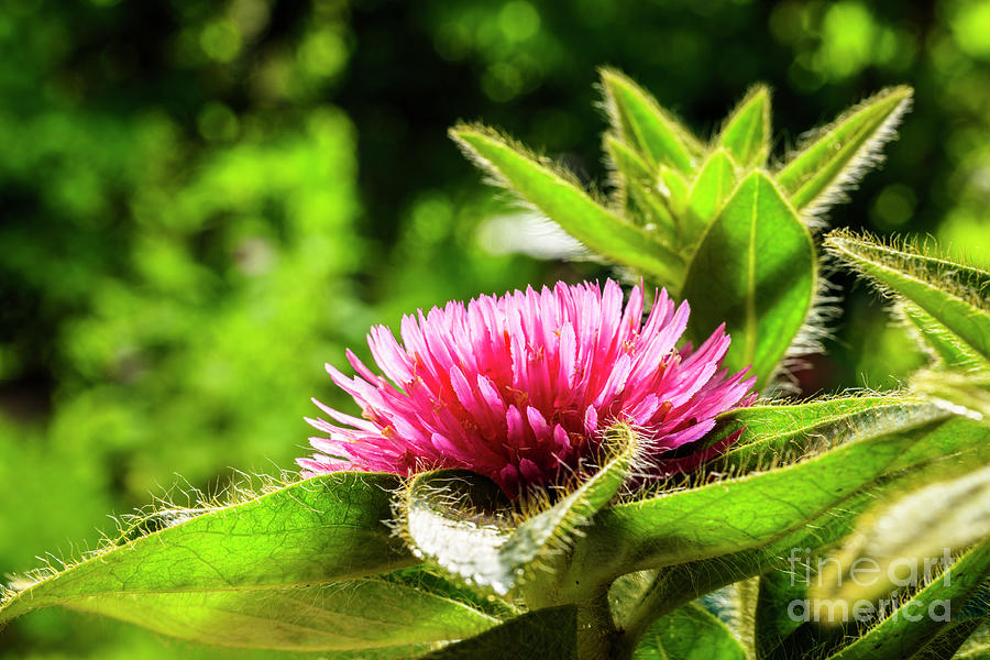 Pink Gomphrena Flower #5 Photograph by Raul Rodriguez