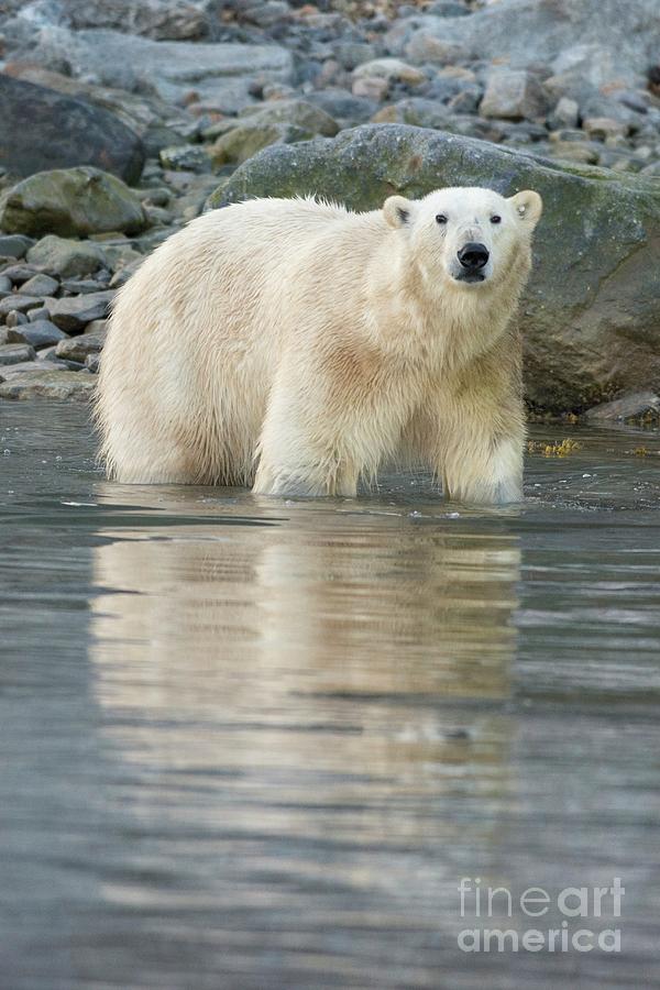 Polar Bear Foraging #5 Photograph by Andy Davies/science Photo Library