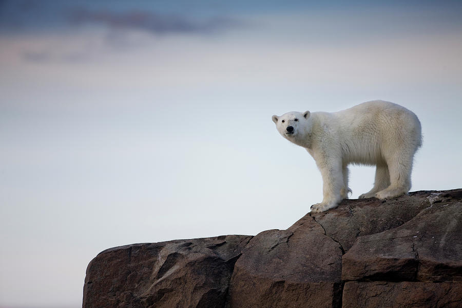 Polar Bear, Svalbard, Norway #5 Photograph by Paul Souders