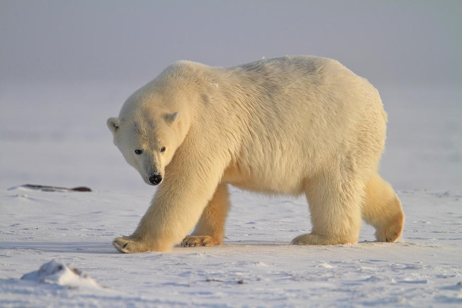 Nature Digital Art - Polar Bear, Wildlife Refuge, Alaska #5 by Bernd Rommelt
