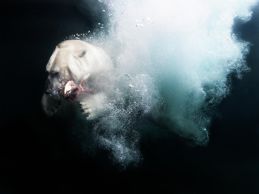 Polarbear In Water #5 Photograph by Henrik Sorensen