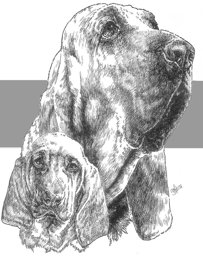 Dog Drawing - Bloodhound and Pup by Barbara Keith