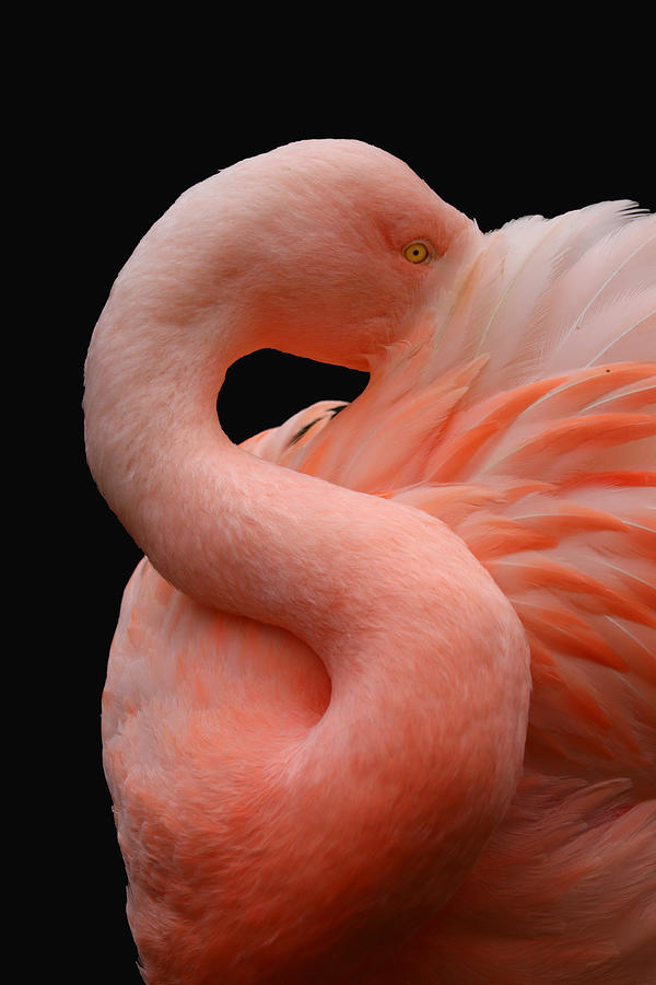 Flamingo Photograph - Portrait Of A Pink Flamingo #5 by Robin Wechsler