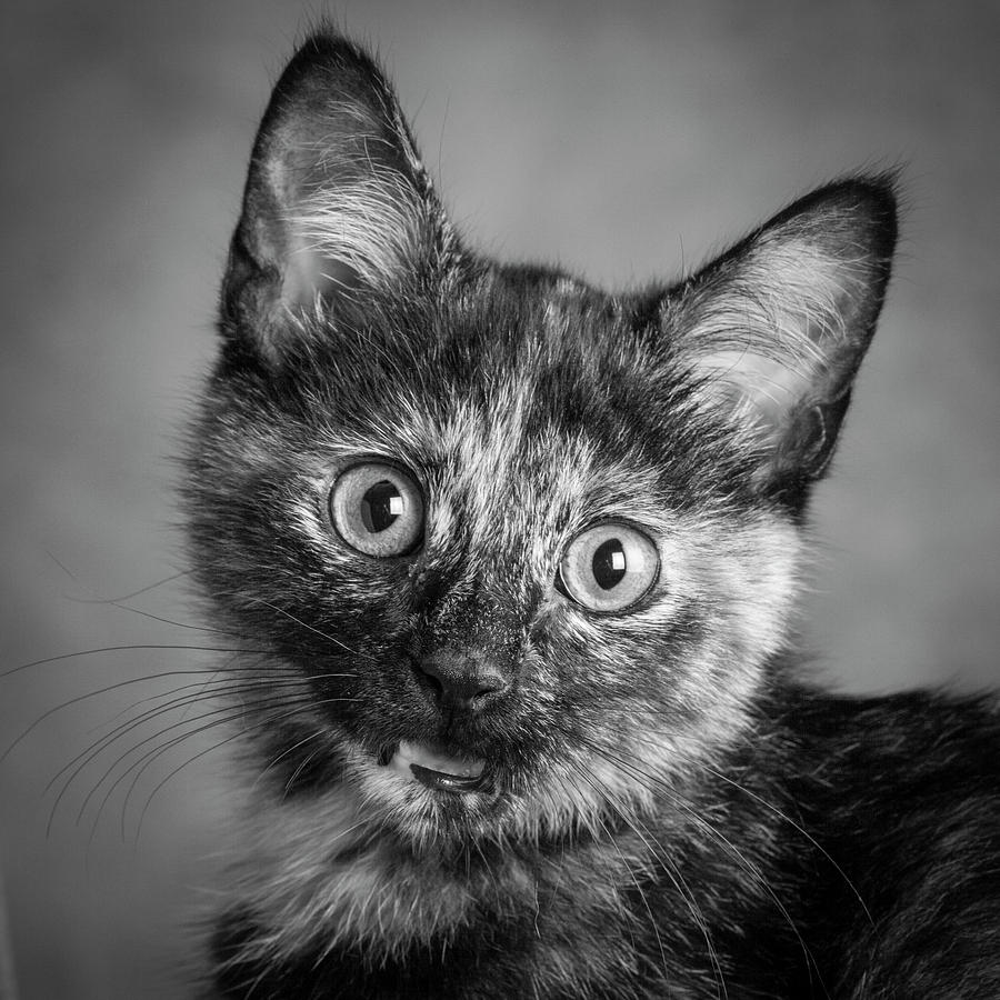 Portrait Of A Tortoiseshell Cat #5 Photograph by Panoramic Images