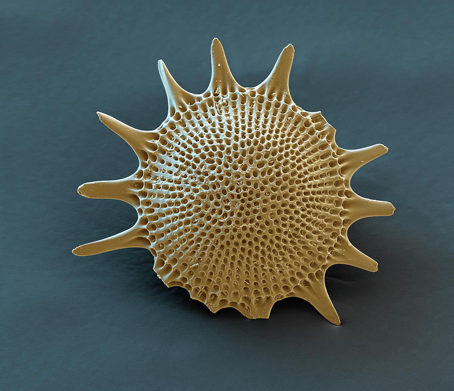 Radiolarian Astrosestrum Sp., Sem #5 Photograph by Oliver Meckes EYE OF SCIENCE