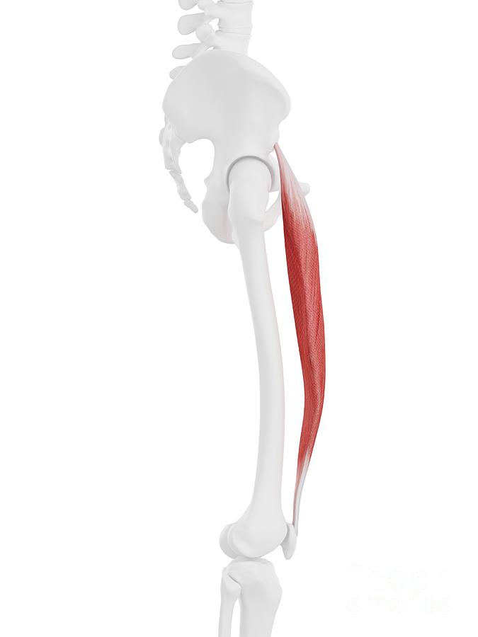 Rectus Femoris Muscle Origin And Insertion | tca.dothome.co.kr