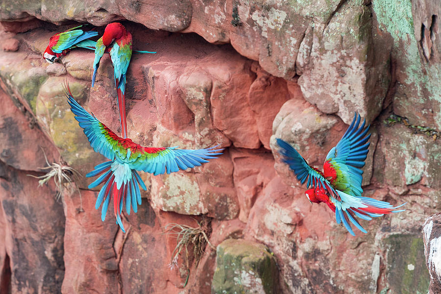Macaw Photograph - Red-and-green Macaws Or Green-winged #5 by Nick Garbutt