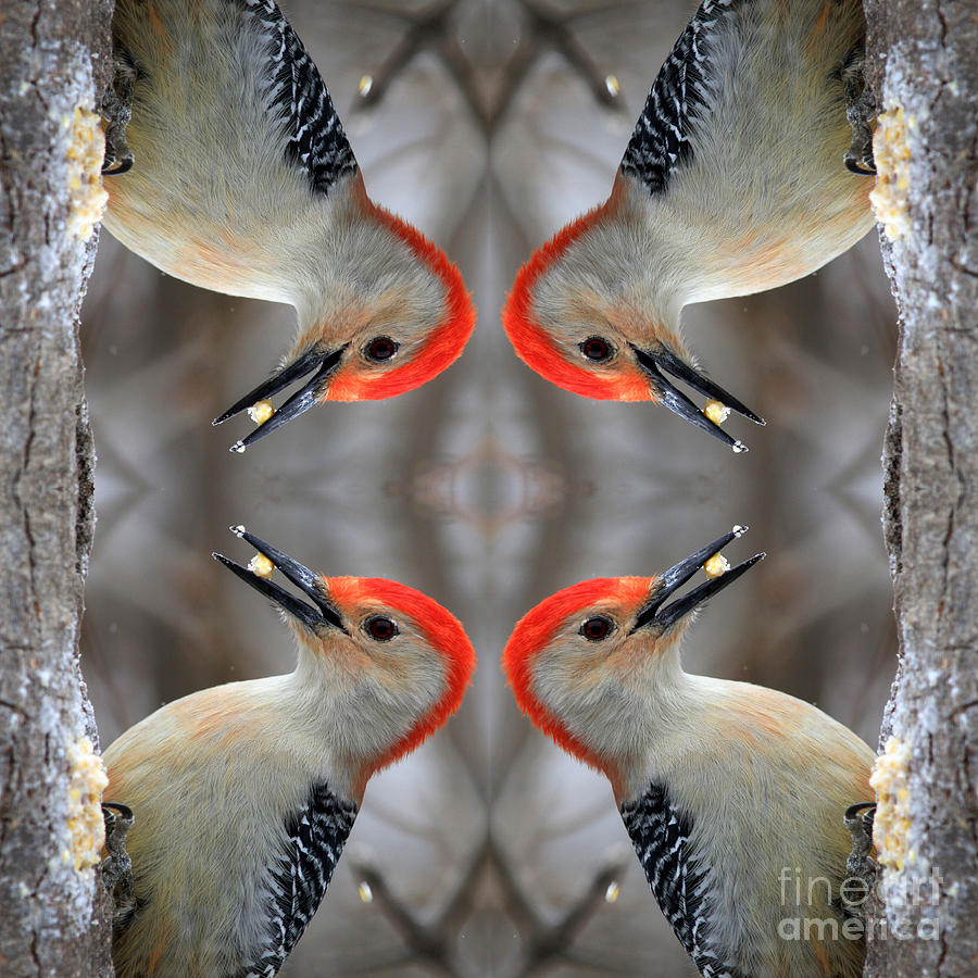 Red Bellied Woodpecker #5 Photograph by Rick Rauzi