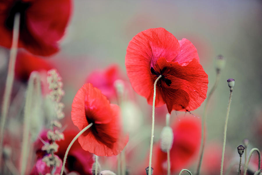 Poppy Photograph - Red Corn Poppy Flowers #5 by Nailia Schwarz