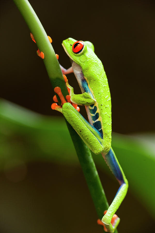 Red-eyed Tree Frog, Costa Rica #5 Photograph by Paul Souders