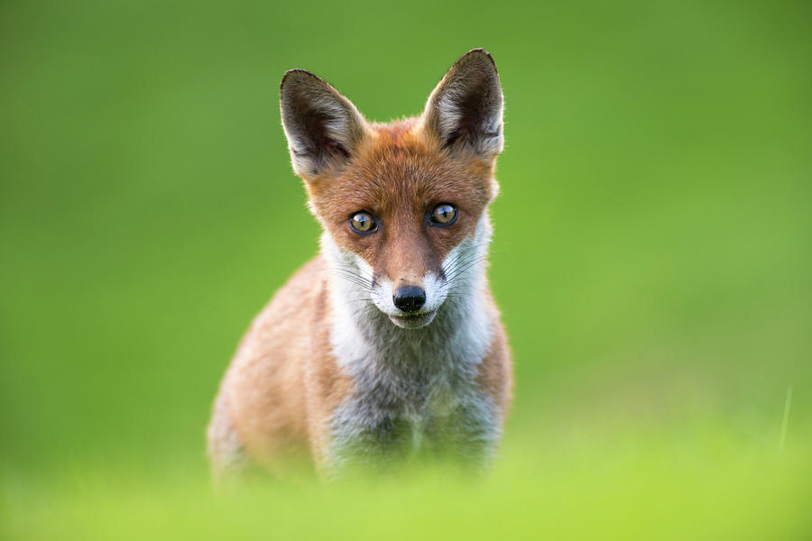 Red Fox Cub Portrait #5 Photograph by James Warwick