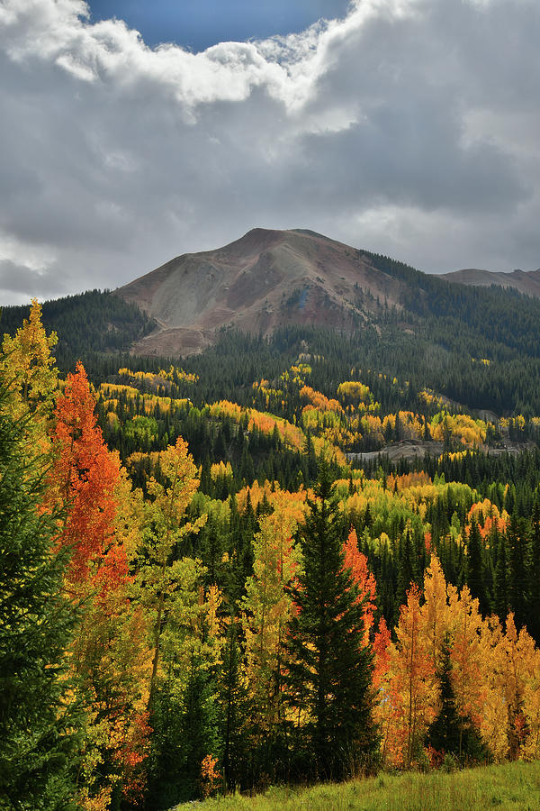Red Mountain Pass Aspens #5 Photograph by Ray Mathis