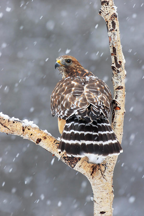 Red-shouldered Hawk #5 Photograph by James Zipp