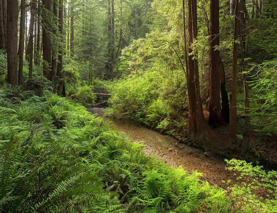 Redwood, Stochoff Creek, Stillwater Cove Regional Park, Sonoma Coast 