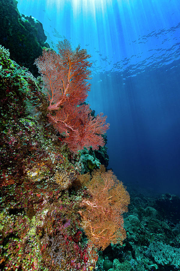 Reef Scene In Halmahera, Indonesia #5 Photograph by Bruce Shafer