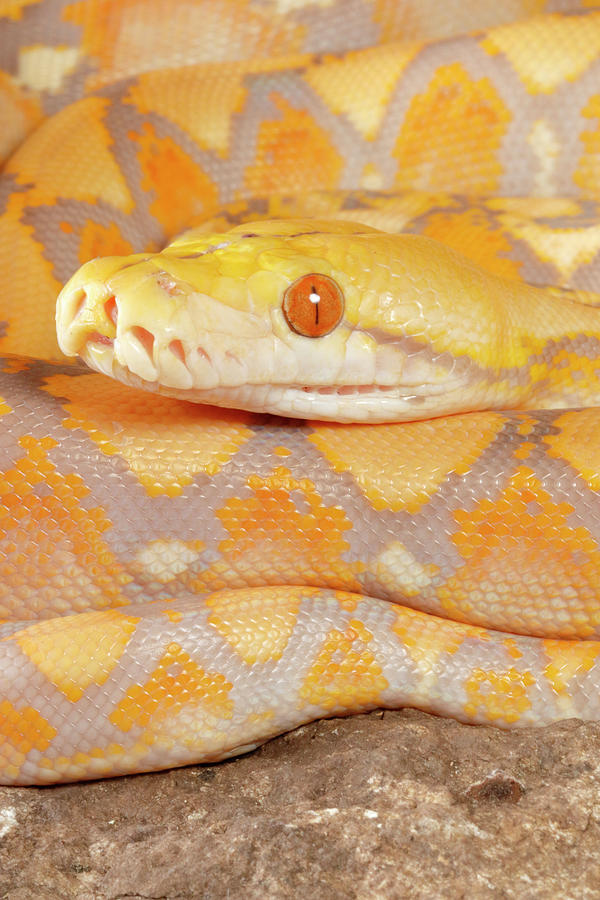 Reticulated Python Lavender Morph #5 Photograph by David Kenny