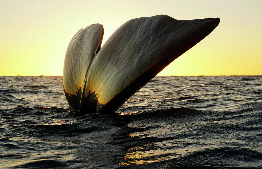 Right Whale Sailing At Sunset #5 Photograph by Hiroya Minakuchi