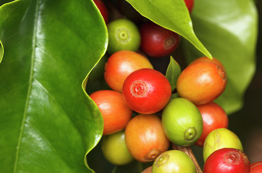 Ripe Coffee Cherries #5 Photograph by Dustypixel