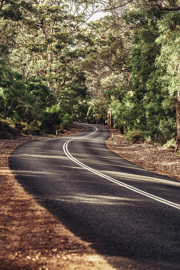 Road In Boranup Forest In Margaret River, Western Australia, Australia, Oceania #5 Photograph by Christian Frumolt