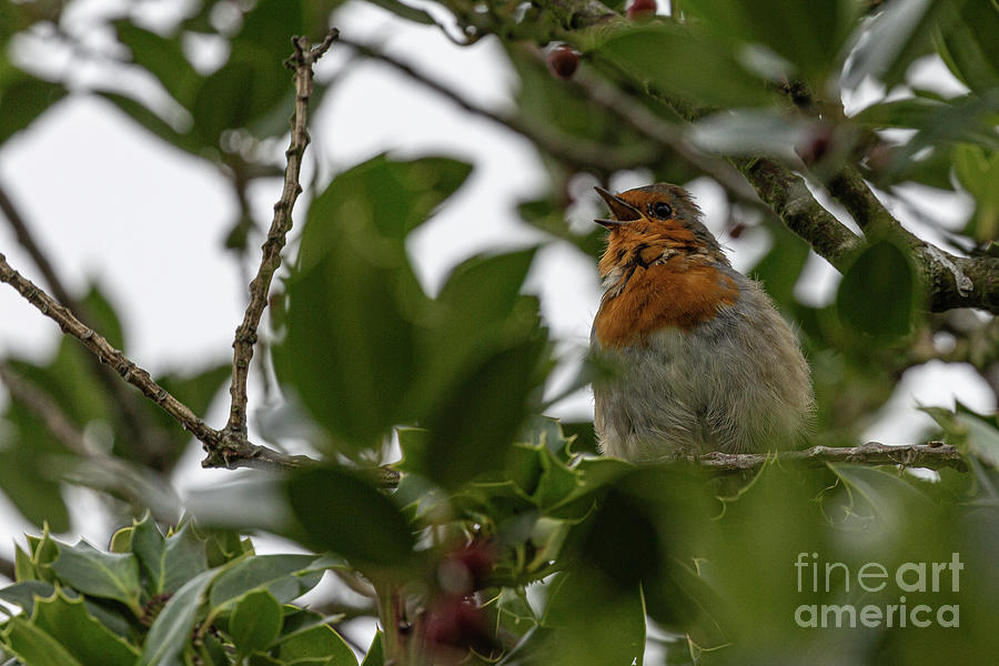 Robin by Brian Roscorla Robin by Brian Roscorla