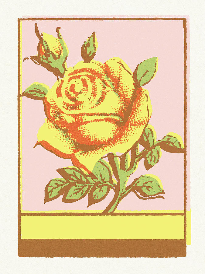 Vintage Drawing - Rose #5 by CSA Images