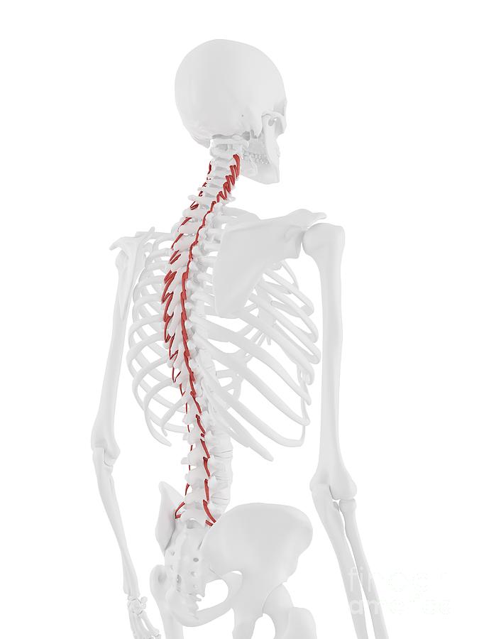 Skeleton Photograph - Rotatores Muscle #5 by Sebastian Kaulitzki/science Photo Library