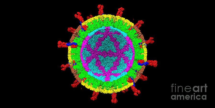 Rotavirus Photograph - Rotavirus #5 by Dr. Victor Padilla-sanchez, Phd / Washington Metropolitan University/science Photo Library