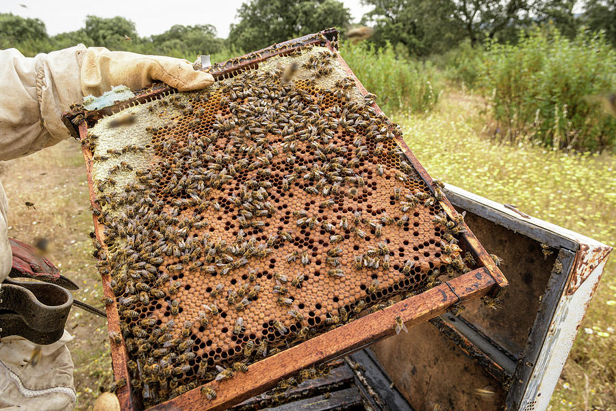 Nature Photograph - Rural And Natural Beekeeper, Working To Collect Honey From Hives #5 by Cavan Images