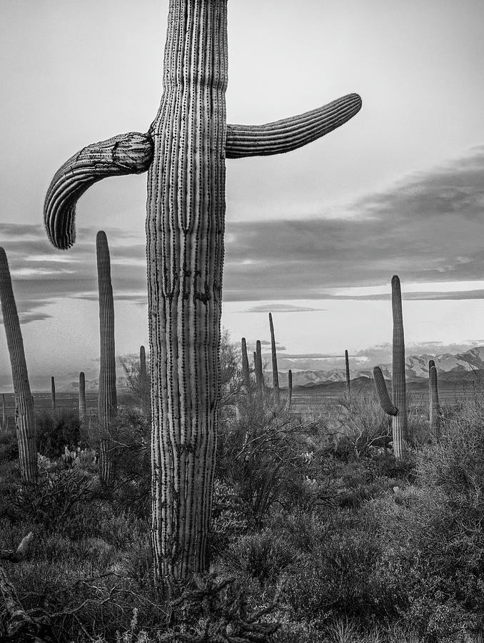 Saguaro Cacti, Arizona #5 Photograph by Tim Fitzharris