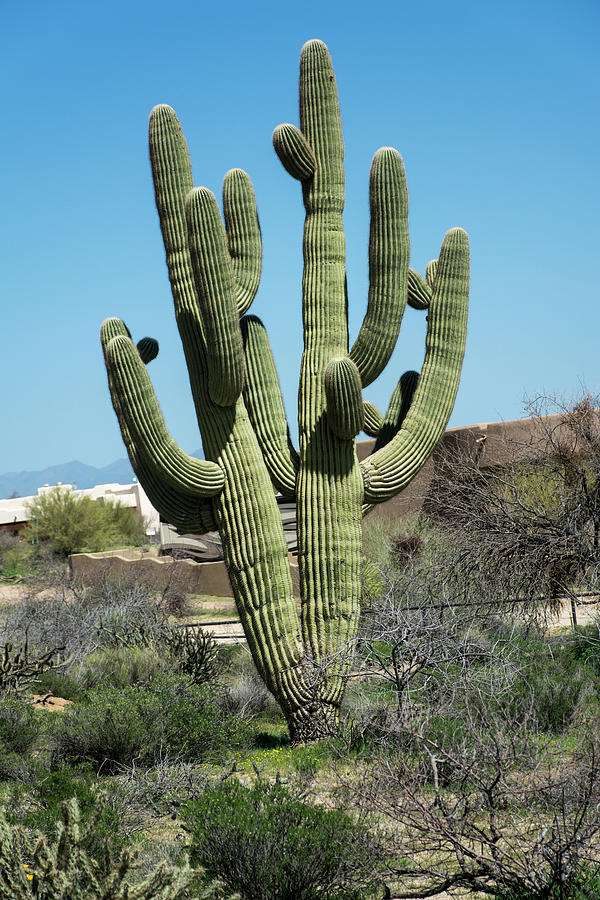 Saguaro Cactus #5 by Shan Shui