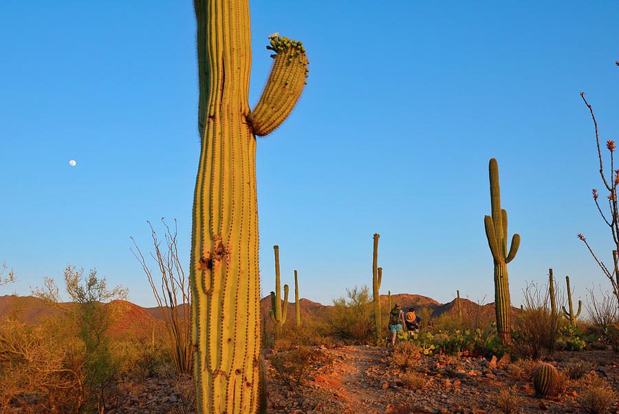 Saguaro National Park, Tucson, Az #5 Digital Art by Heeb Photos