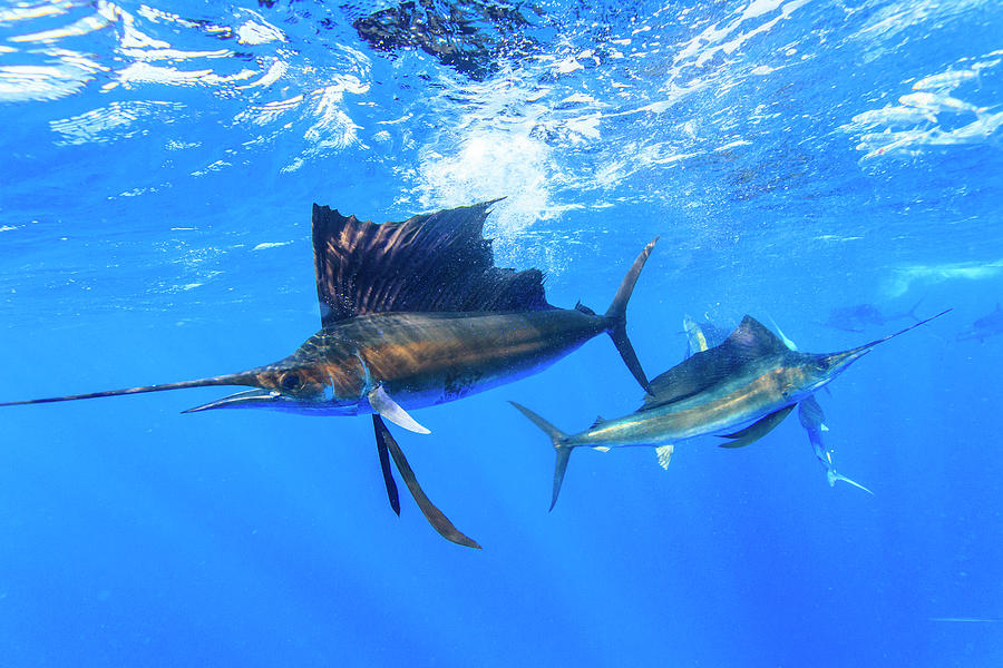 Gamakatsu, sturgeon, Sailfish, marlin, sardine, fly Fishing, fish