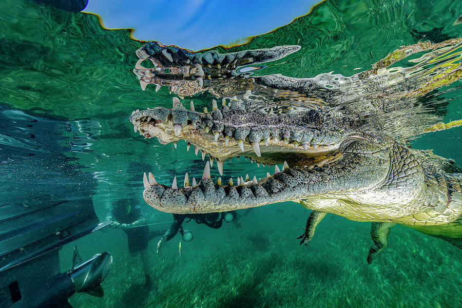 Saltwater Crocodile Of Cuba #5 Photograph by Bruce Shafer