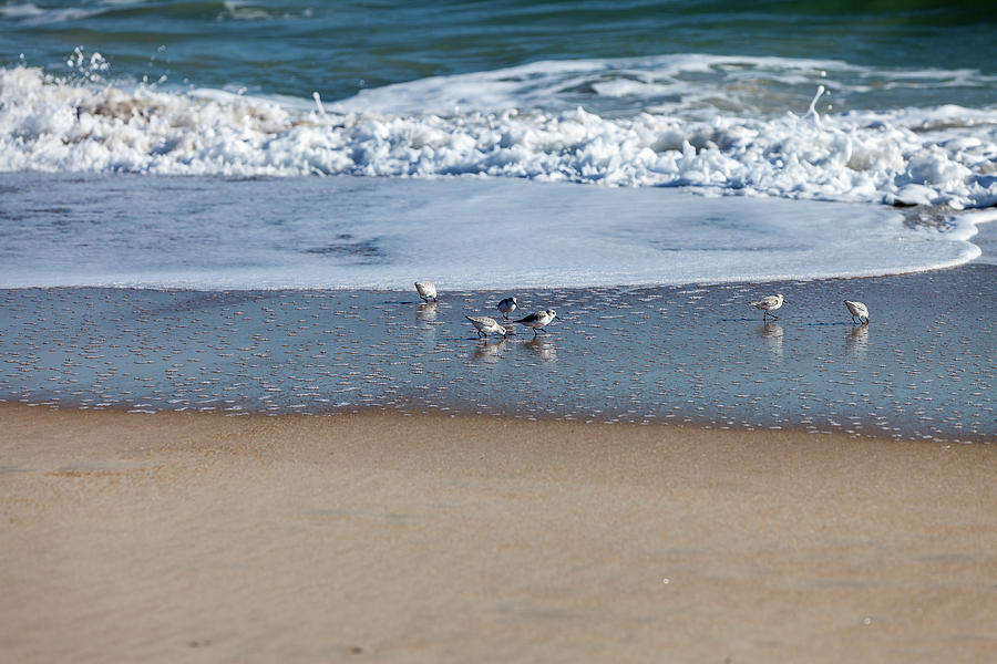 Nature Photograph - Sanderling playing in the waves #5 by Terry Thomas