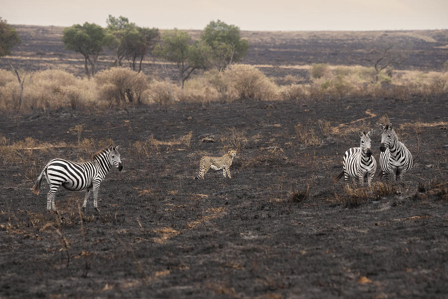 Wildlife Photograph - Savannah Burning #5 by Roberto Marchegiani